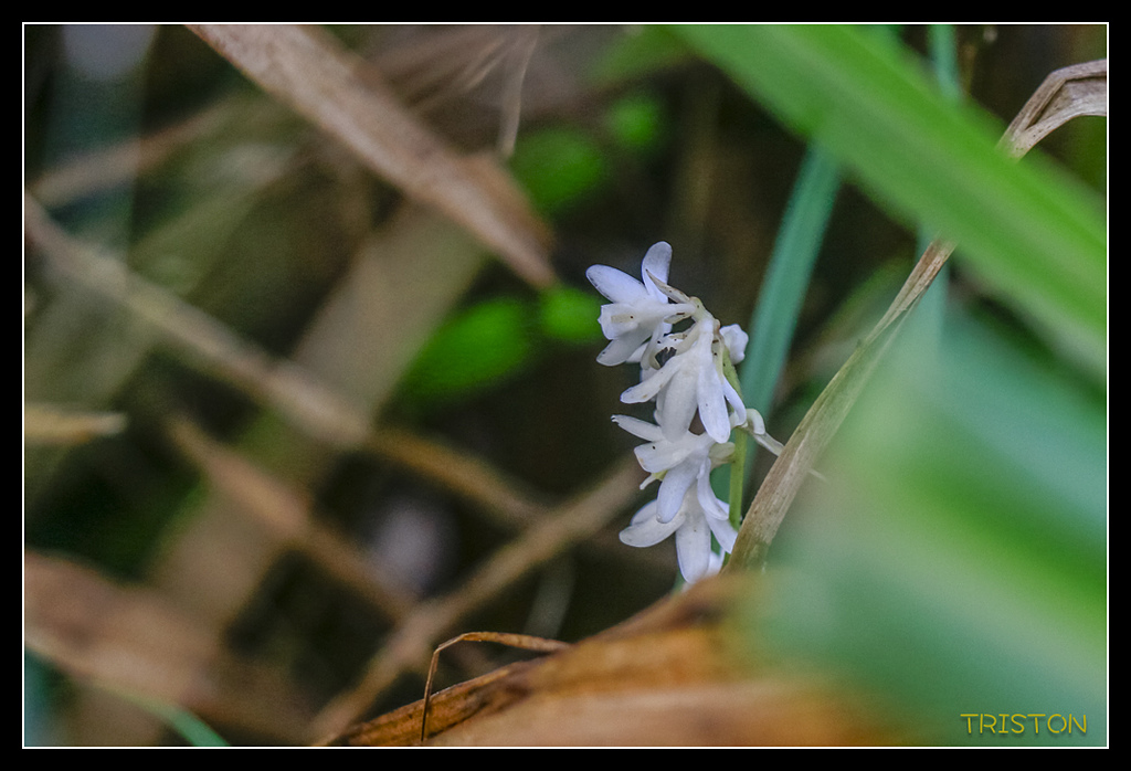 _MG_0345.jpg - 20170723 水漾森林