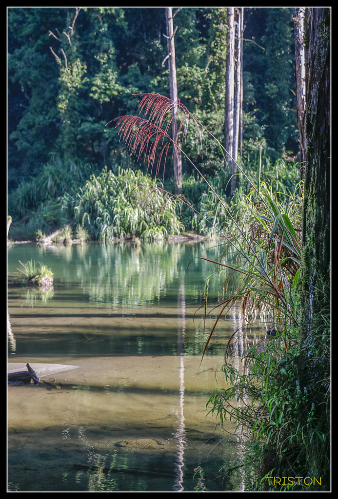 _MG_0293.jpg - 20170723 水漾森林