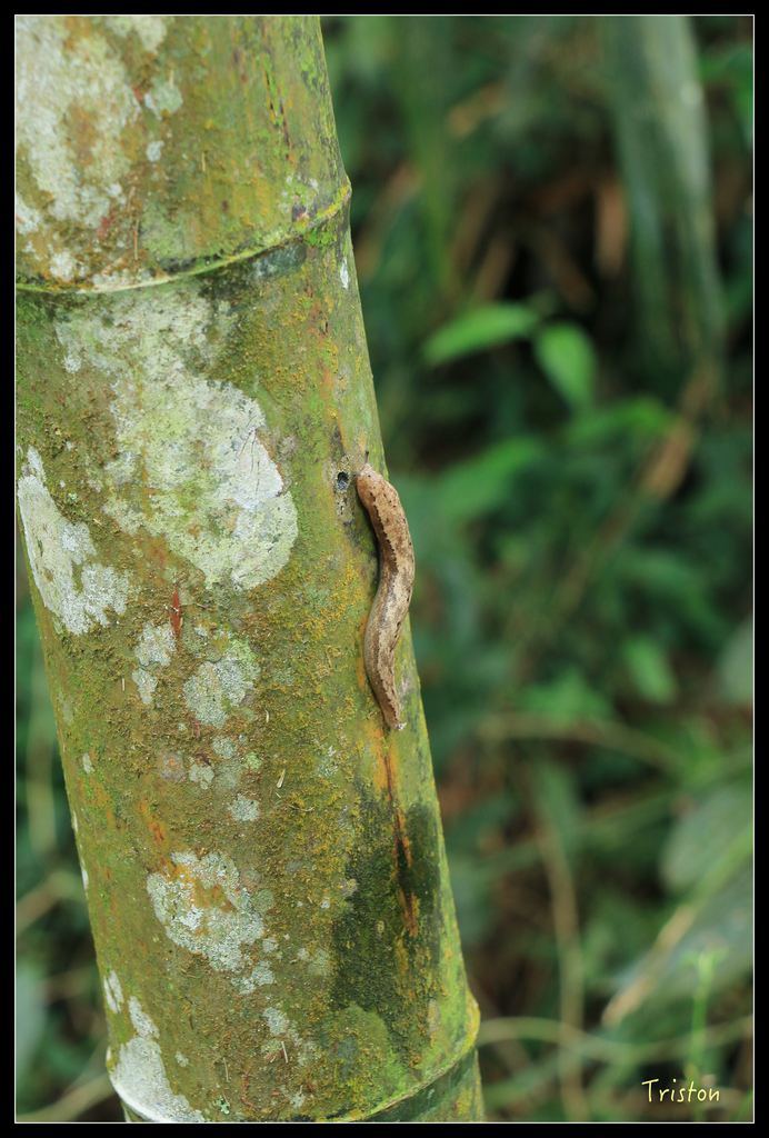 IMG_8412.jpg - 20151012 水社寮,四天王山