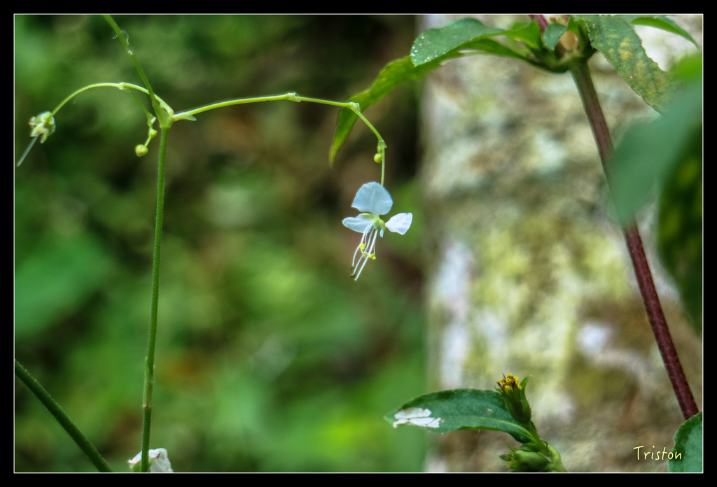 IMG_0712.jpg - 20151115 獨立山步道