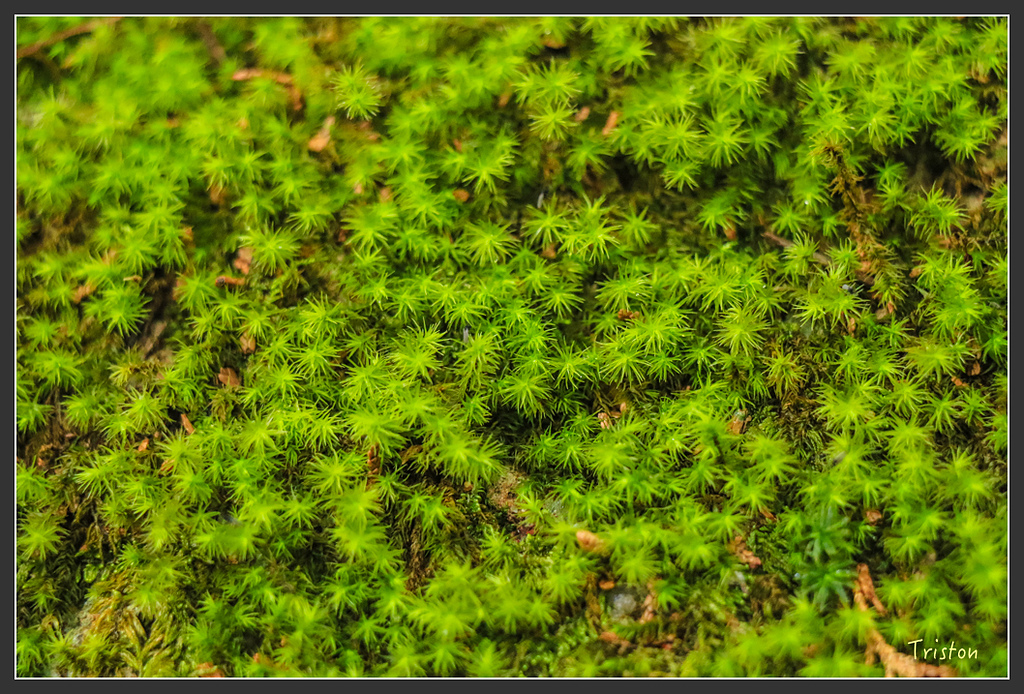 IMG_5550.jpg - 20160323 日本熊野古道健行