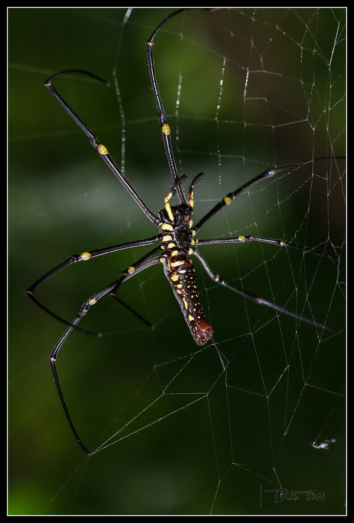 _MG_0432.jpg - 20170618 新化後山昆蟲微距