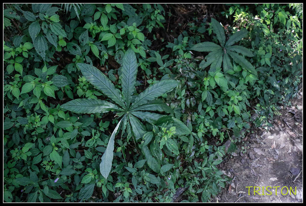 _MG_0041.jpg - 20170920 加里山