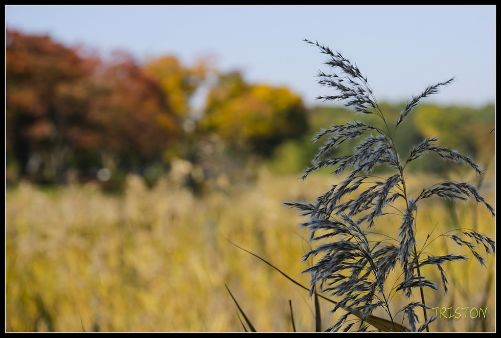 _H1A1618.jpg - 20171103 日本只見線、會津若松五色沼、昭和記念公園賞紅葉