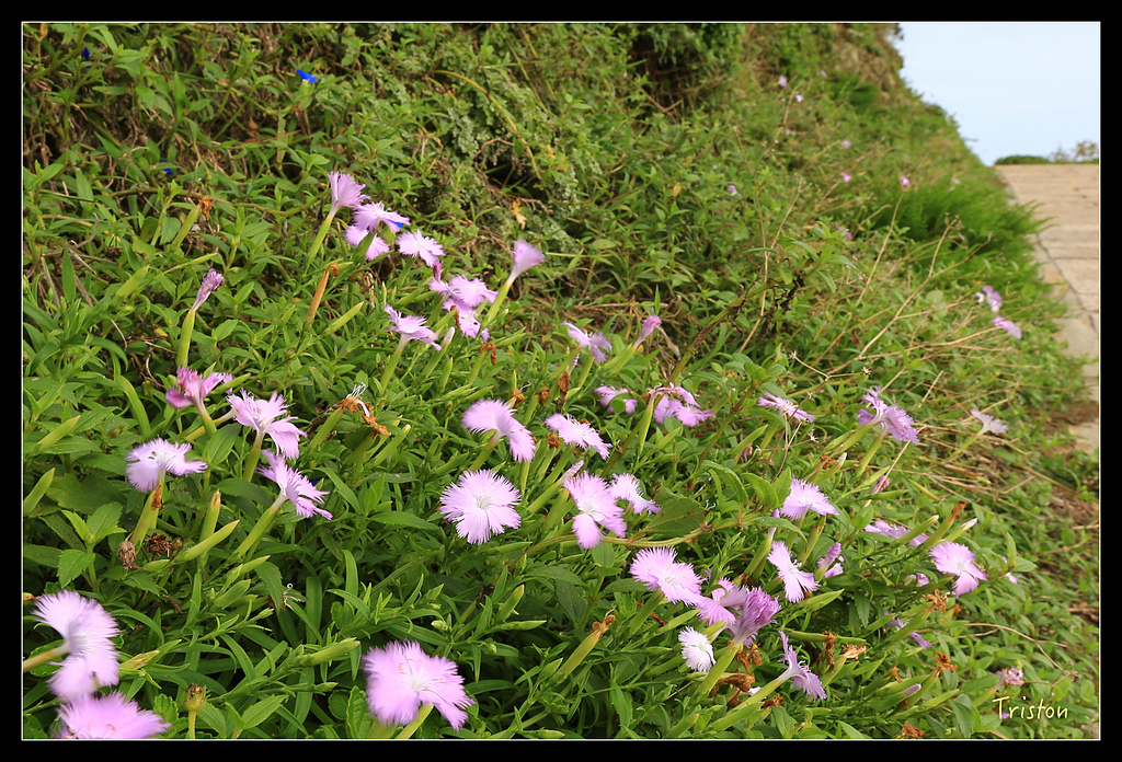 JH1A8331.jpg - 20150814 馬祖之旅