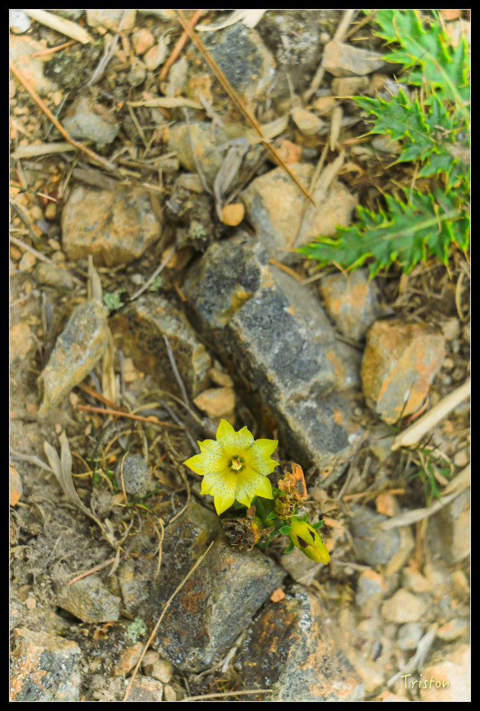 IMG_8648.jpg - 20151017 郡大林道、望鄉山、郡大山