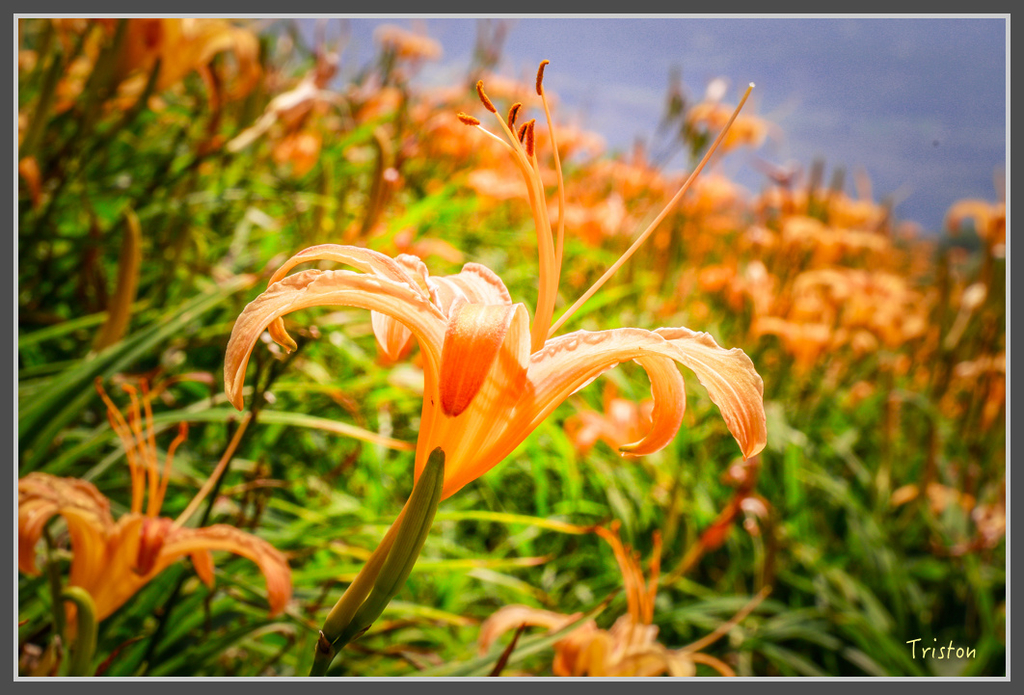 IMG-475.jpg - 20160821 中橫花東之旅