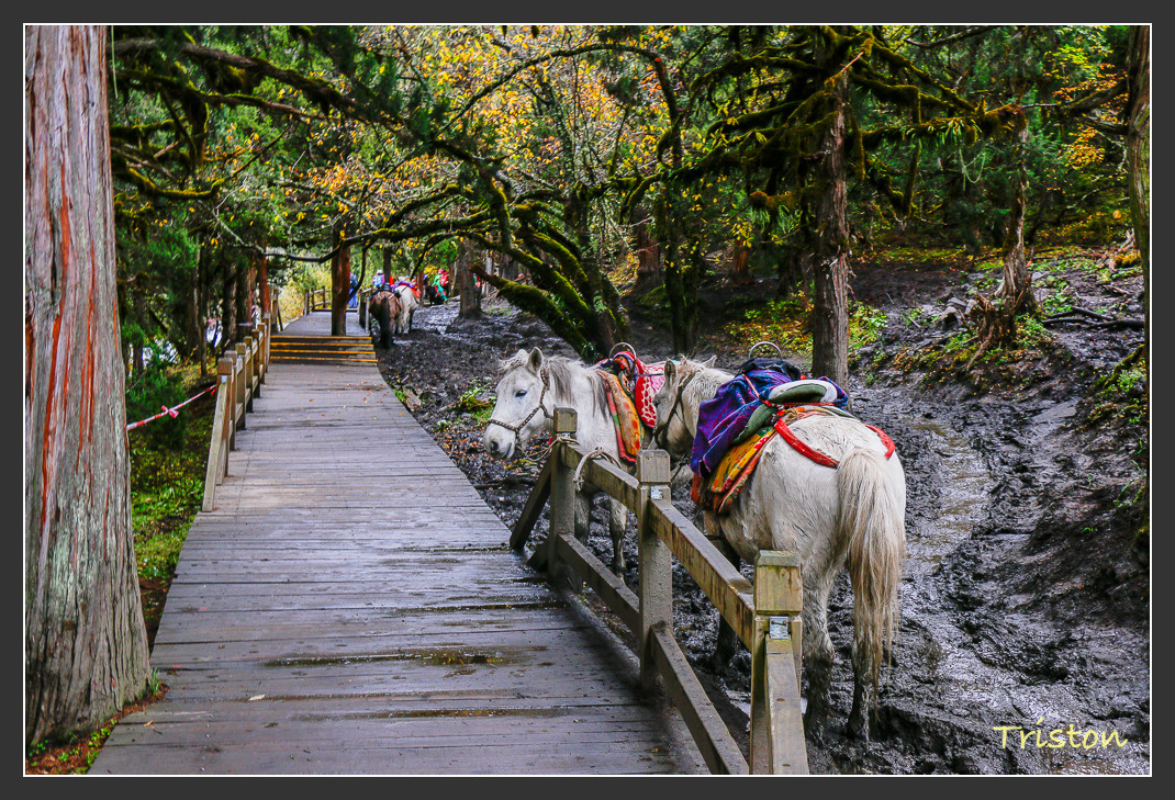 _MG_0968.jpg - 20161013 稻城亞丁