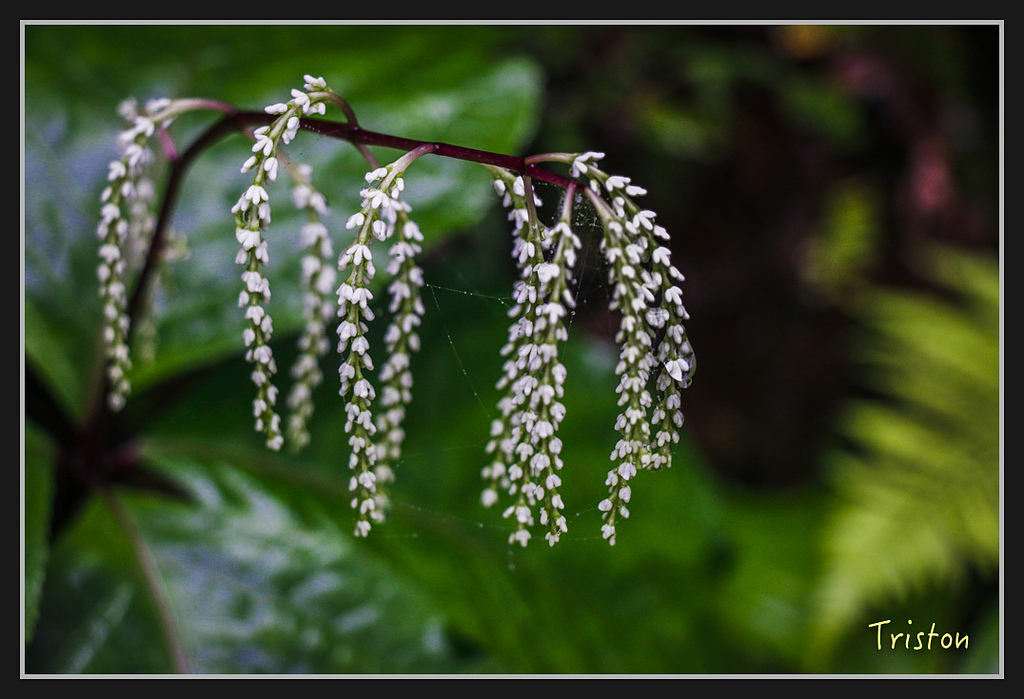 2017-02-27 10.03.53 下午 _MG_0239.jpg - 20170225 玉里瓦拉米