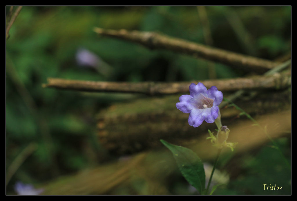 IMG_8430.jpg - 20151012 水社寮,四天王山