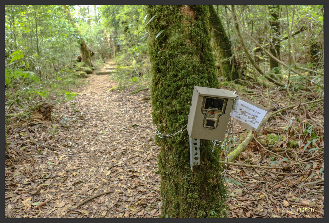 IMG_1198.jpg - 20151219 鳶嘴稍來山、小雪山林道