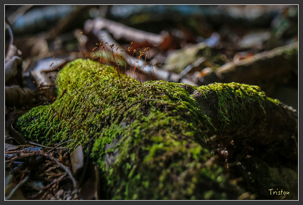 IMG_4688.jpg - 20160323 日本熊野古道健行