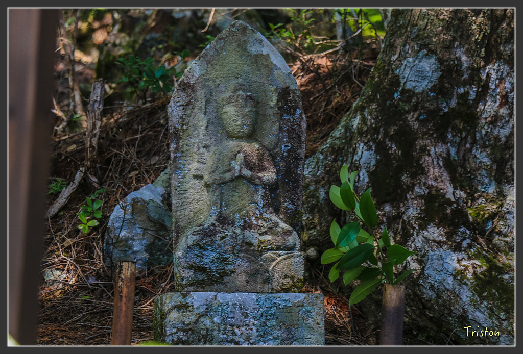 IMG_4784.jpg - 20160323 日本熊野古道健行