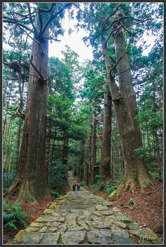 IMG_5731.jpg - 20160323 日本熊野古道健行