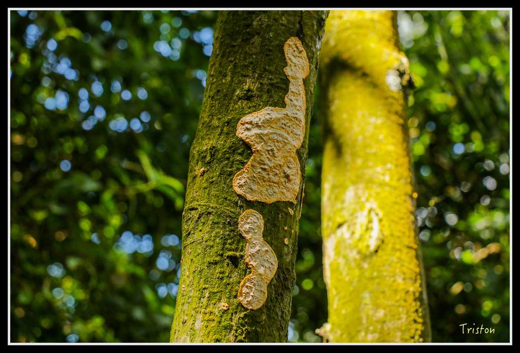 IMG_7283.jpg - 20160531 屏東笠頂山