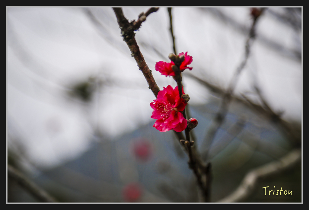 _H1A2513.jpg - 20170311 草嶺