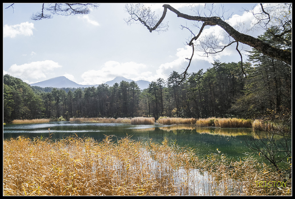 _H1A1312.jpg - 20171103 日本只見線、會津若松五色沼、昭和記念公園賞紅葉