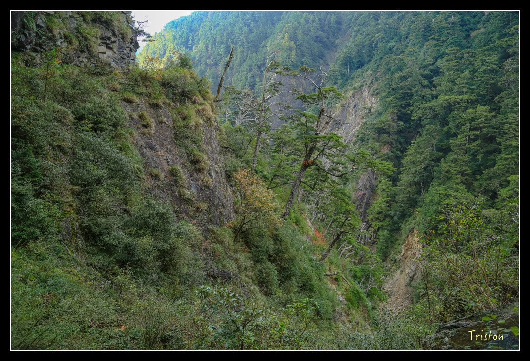 JH1A0736.jpg - 20151205 合歡溪步道、108K楓之谷