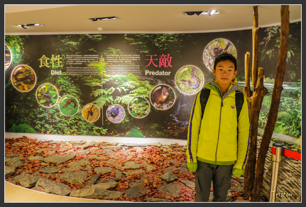 IMG_3346.jpg - 20160227 觀霧森林步道