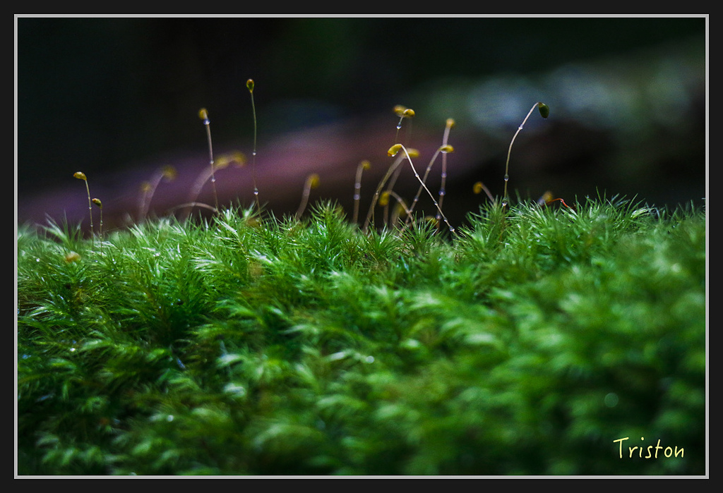 2017-02-27 10.03.53 下午 _MG_0259.jpg - 20170225 玉里瓦拉米