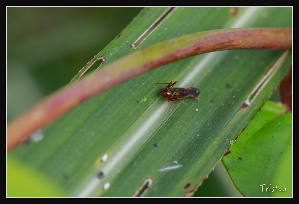 _MG_0999.jpg - 20180127 日湯真山