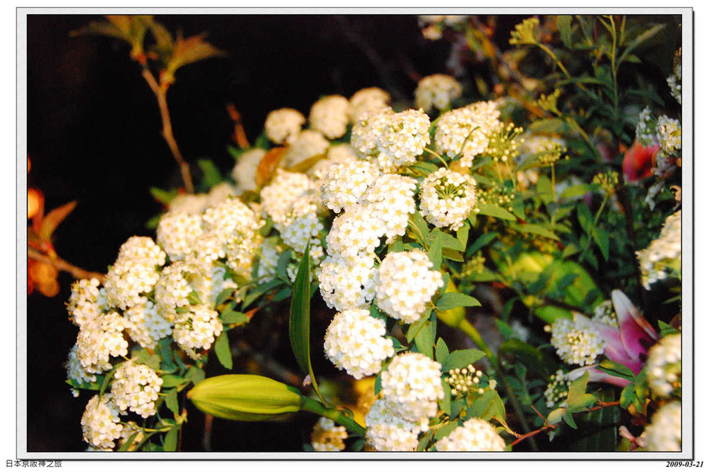 2009-03-21-17_42_43.jpg - 20090320 日本京阪神之旅