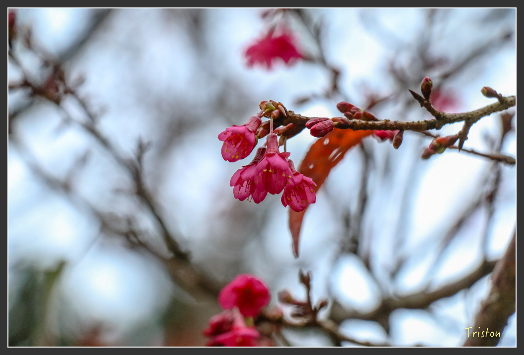 IMG_1213.jpg - 20151219 鳶嘴稍來山、小雪山林道