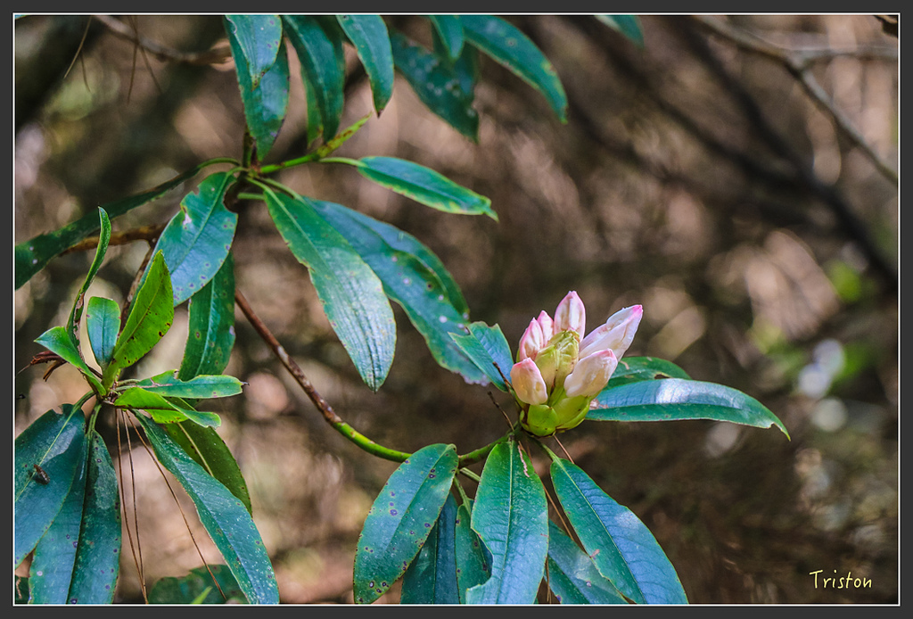 IMG_6245.jpg - 20160402 鹿林麟趾東埔山