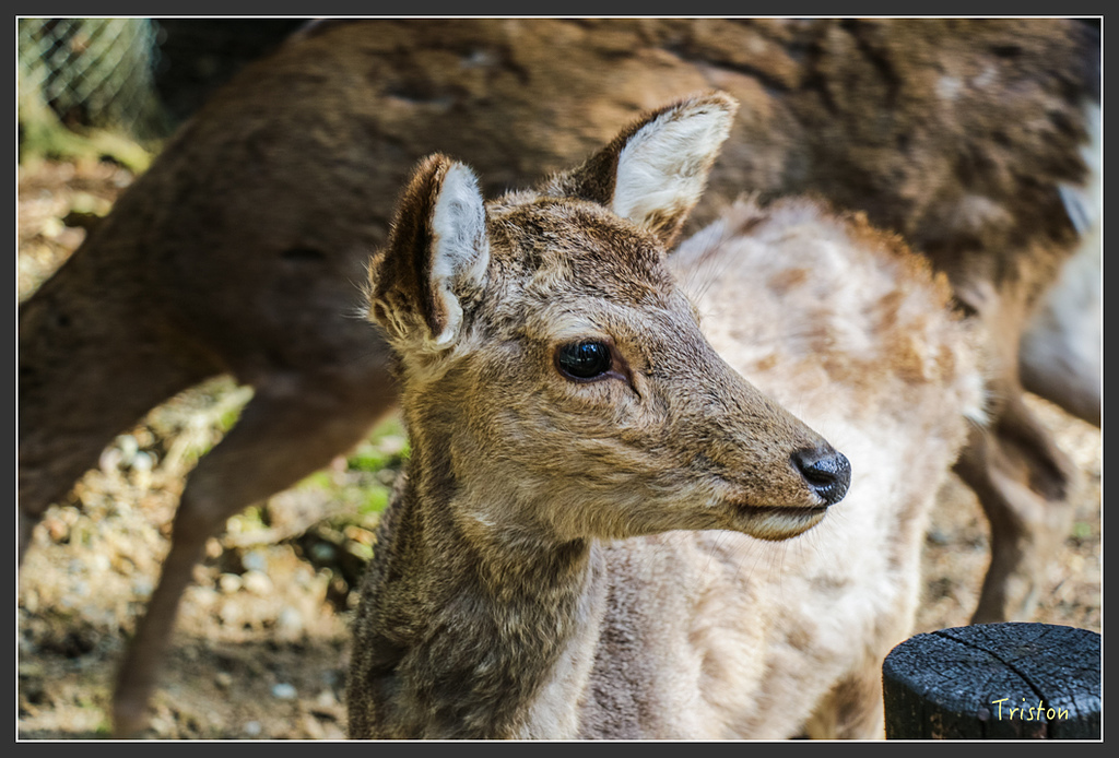 IMG_4020.jpg - 20160323 日本熊野古道健行