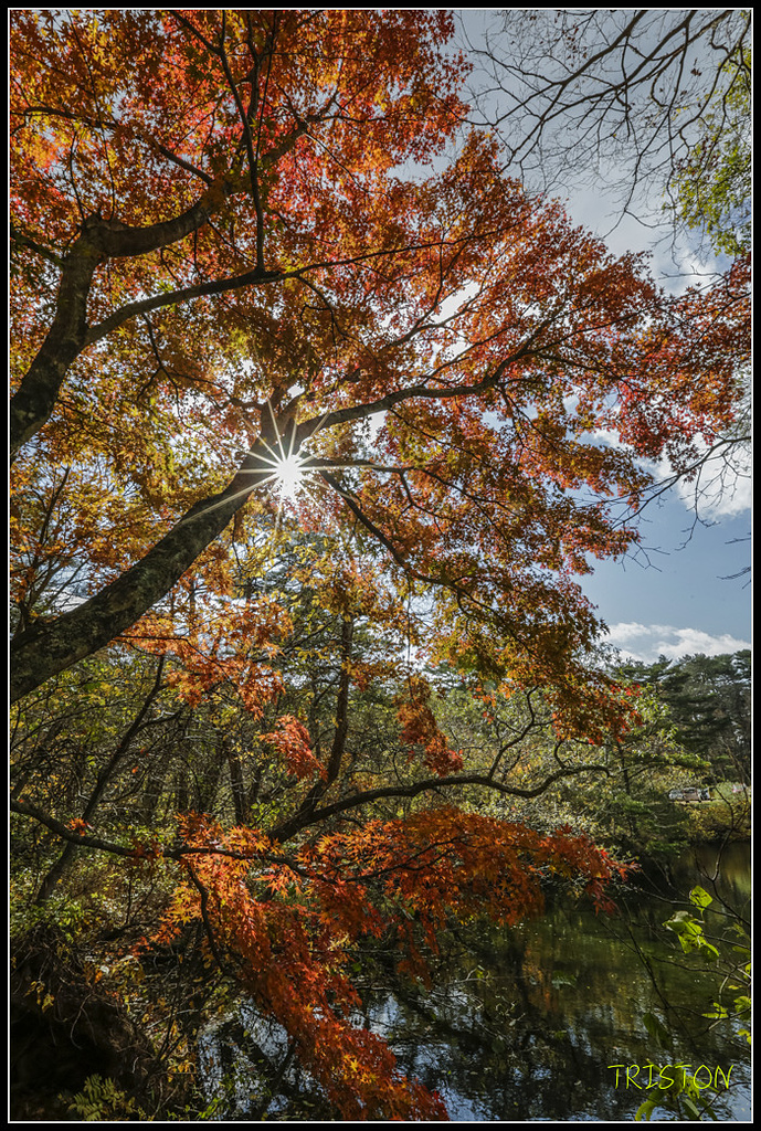 _H1A1368.jpg - 20171103 日本只見線、會津若松五色沼、昭和記念公園賞紅葉