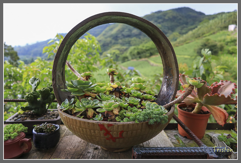 IMG_2259.jpg - 20180802 樂野山芙蓉揉茶,阿將咖啡的家