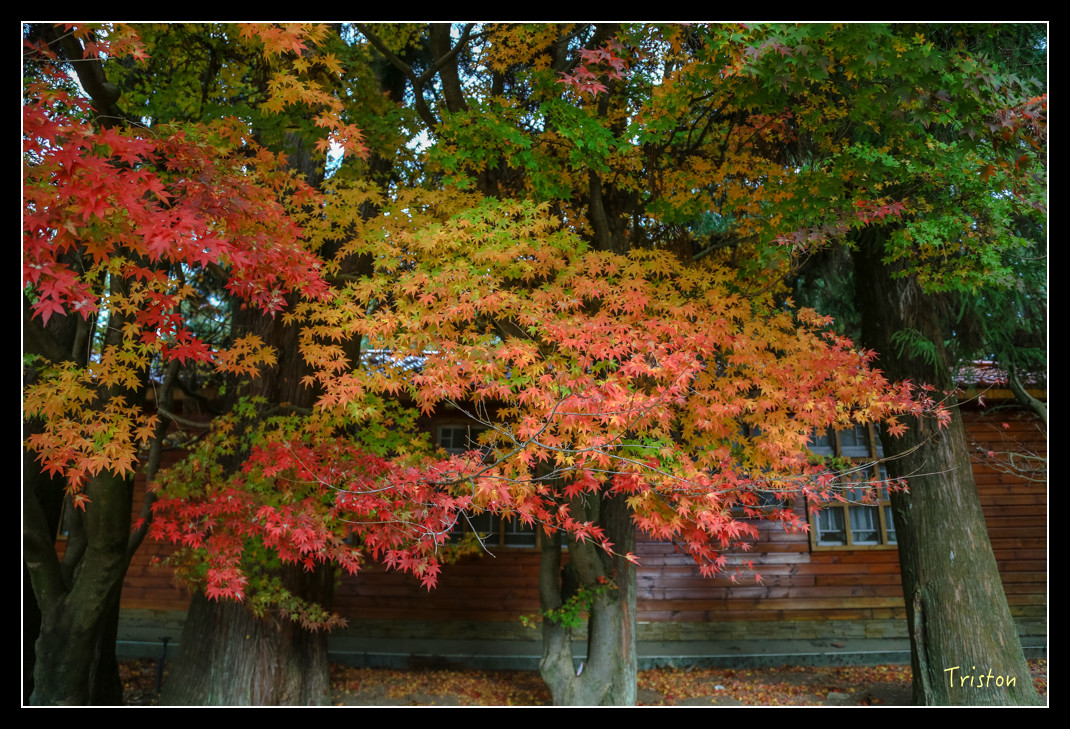 JH1A0964.jpg - 20151205 合歡溪步道、108K楓之谷