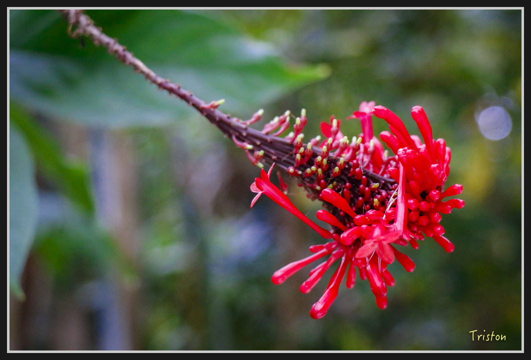 0072.jpg - 20170107 香港健行