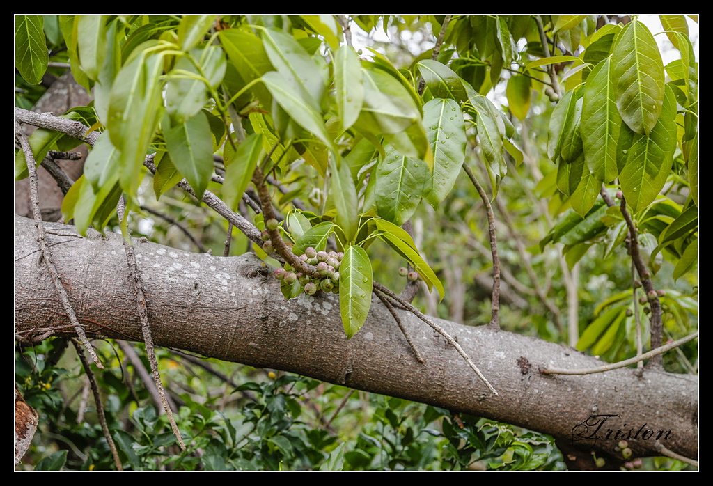 _H1A3165.jpg - 20170401 墾丁