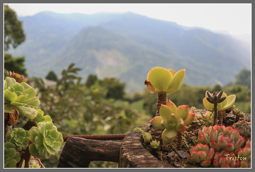 IMG_2260.jpg - 20180802 樂野山芙蓉揉茶,阿將咖啡的家