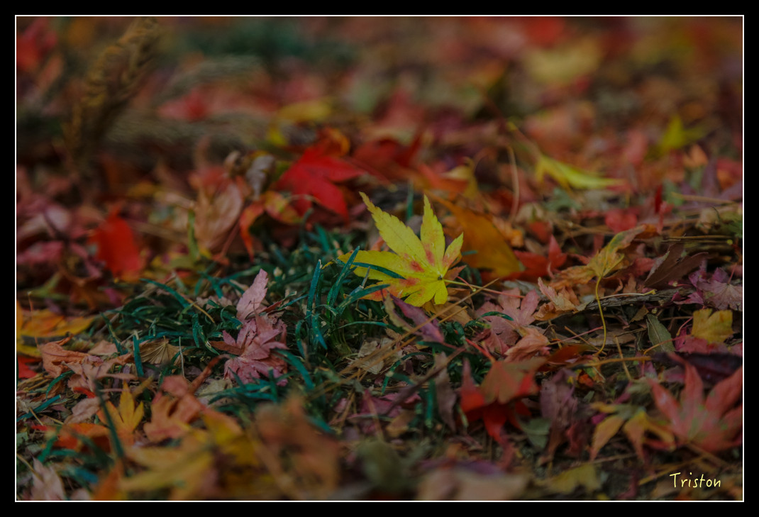 JH1A0963.jpg - 20151205 合歡溪步道、108K楓之谷