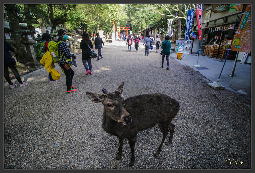 IMG_4032.jpg - 20160323 日本熊野古道健行