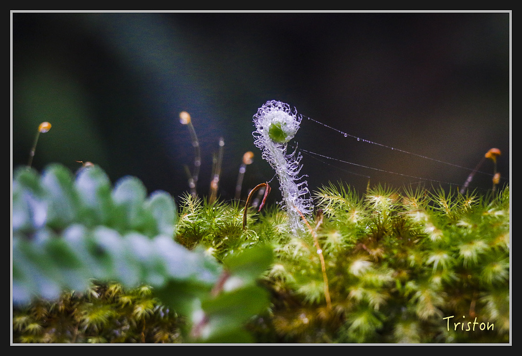 2017-02-27 10.03.53 下午 _MG_0492.jpg - 20170225 玉里瓦拉米