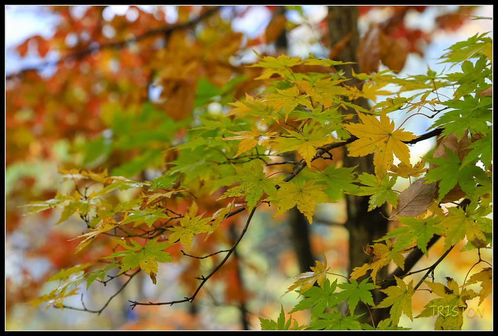 _H1A0594.jpg - 20171103 日本只見線、會津若松五色沼、昭和記念公園賞紅葉