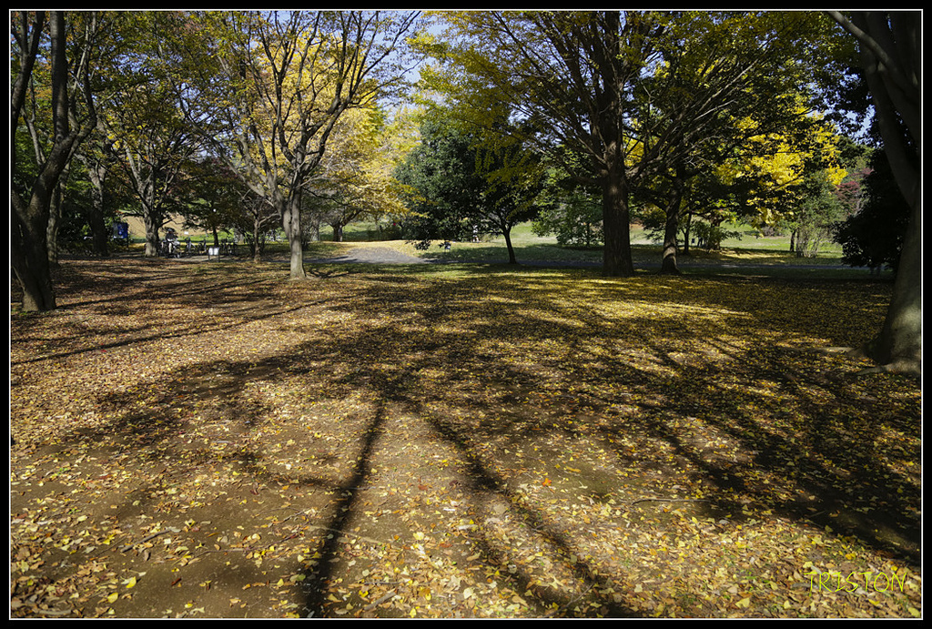 _H1A1789.jpg - 20171103 日本只見線、會津若松五色沼、昭和記念公園賞紅葉