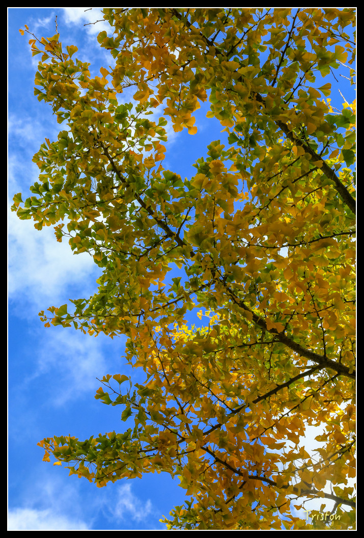 JH1A0996.jpg - 20151205 合歡溪步道、108K楓之谷