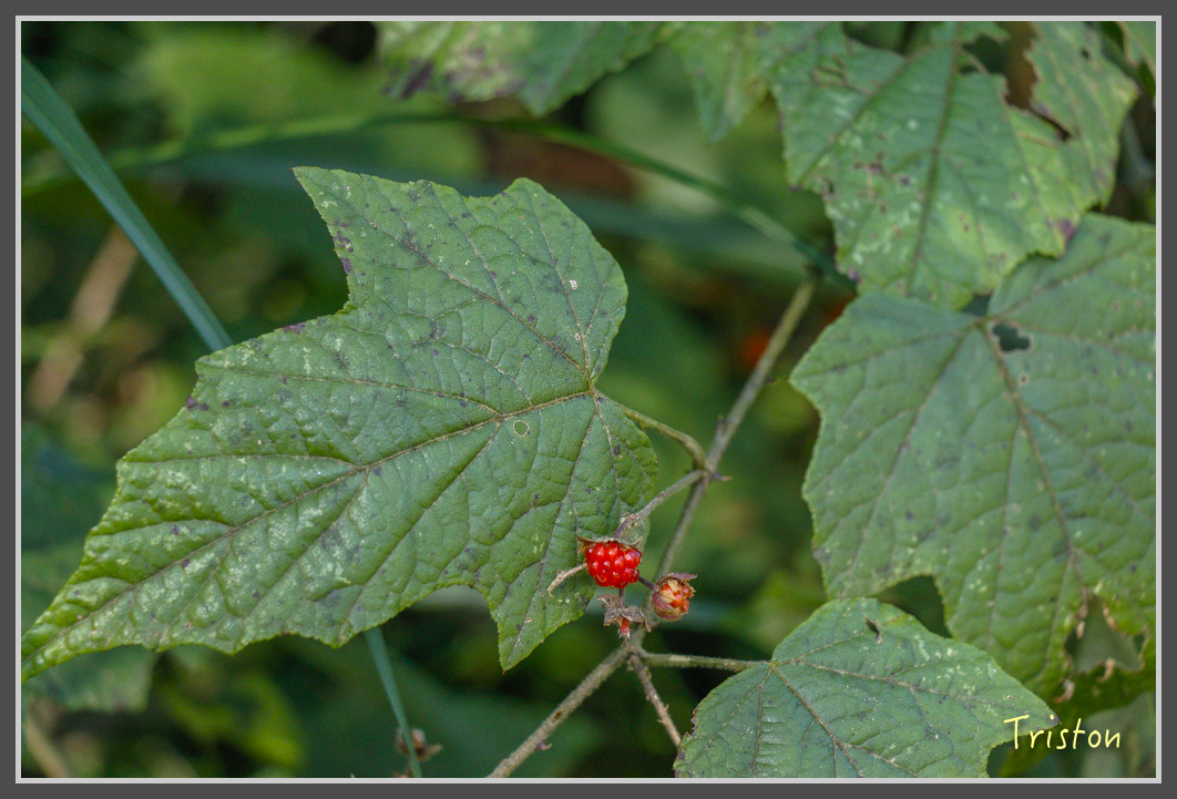 _MG_0364.jpg - 20161203 鎮西堡