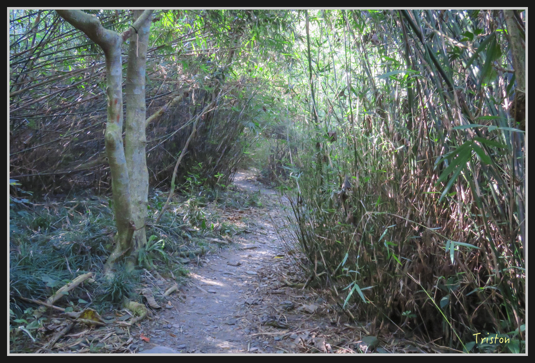 IMG_0700.jpg - 20170111 龍頭山步道、羅木斯步道、茂林谷瀑布