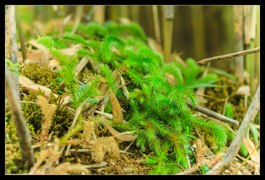 IMG_8657.jpg - 20151017 郡大林道、望鄉山、郡大山