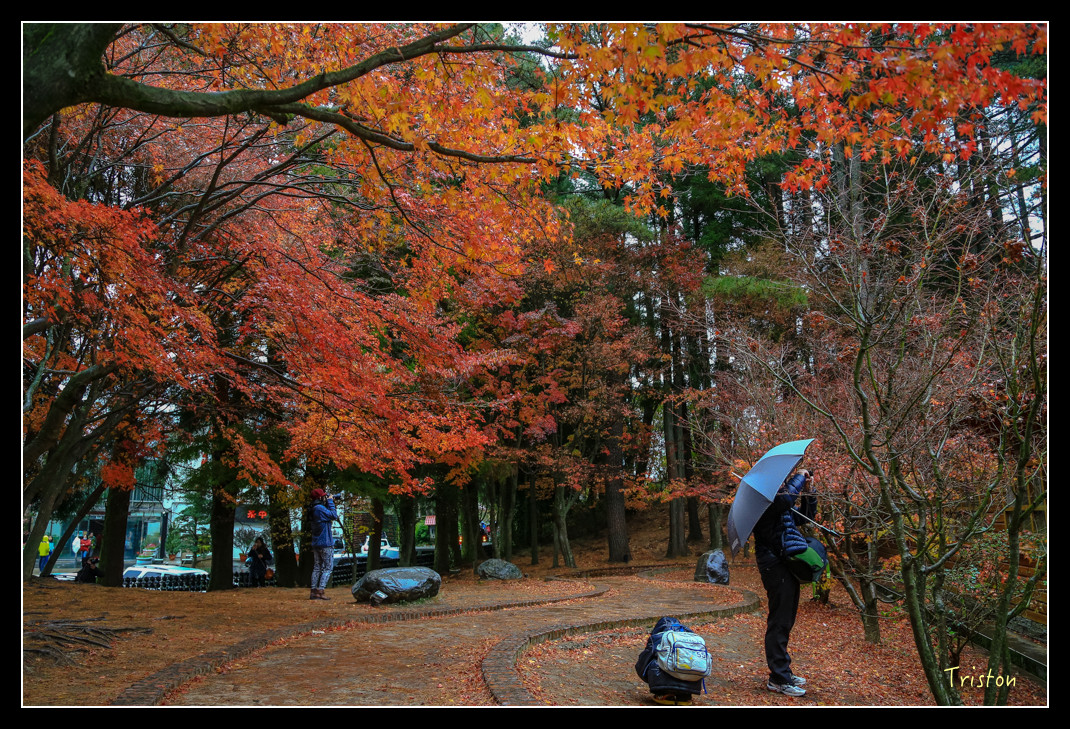 JH1A0971.jpg - 20151205 合歡溪步道、108K楓之谷