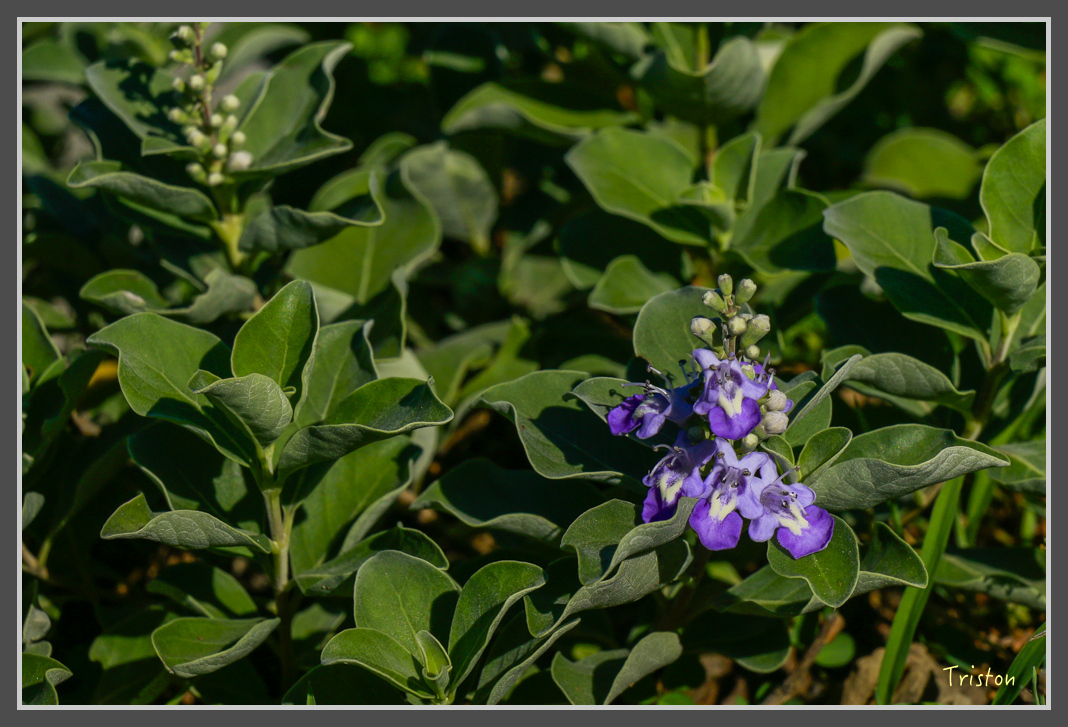 _MG_8526.jpg - 20160618 阿朗壹古道