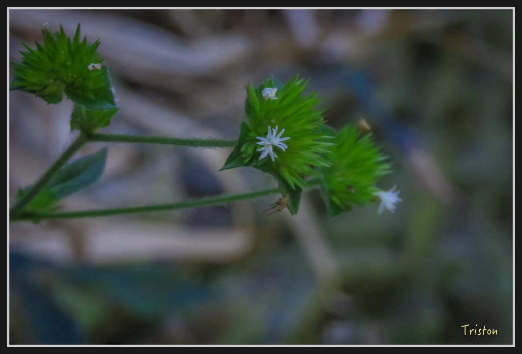 IMG_0717.jpg - 20170111 龍頭山步道、羅木斯步道、茂林谷瀑布