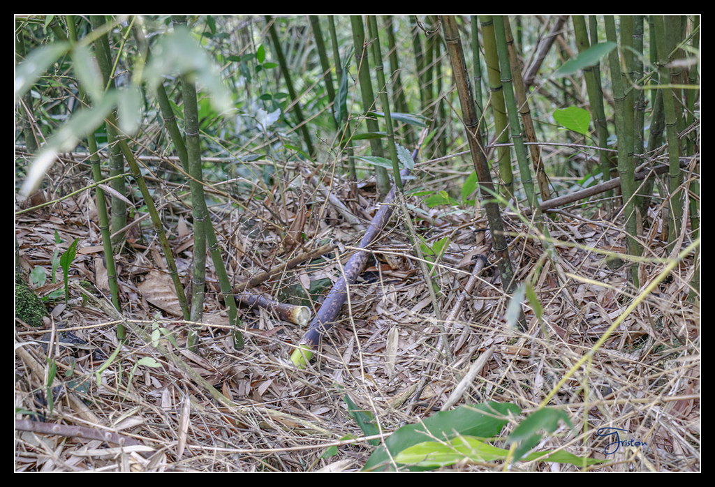 _MG_0081.jpg - 20170429 關仔嶺雞籠山
