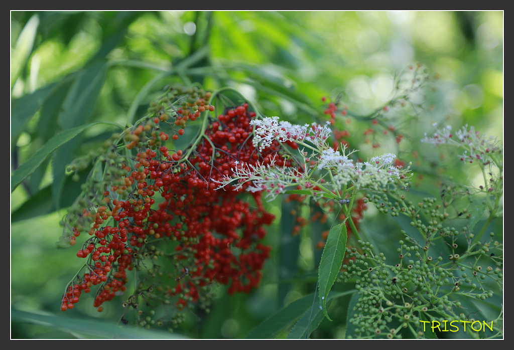 _H1A6305.jpg - 20170901 戀戀台九線