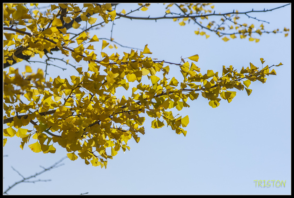_H1A1547.jpg - 20171103 日本只見線、會津若松五色沼、昭和記念公園賞紅葉